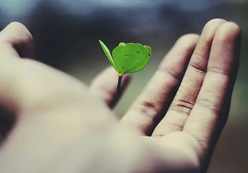 Hand holding a sprout.