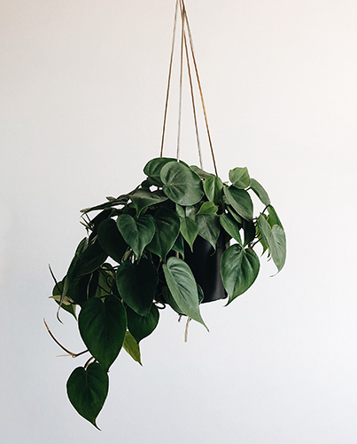 Recommended Air-Purifying Plants