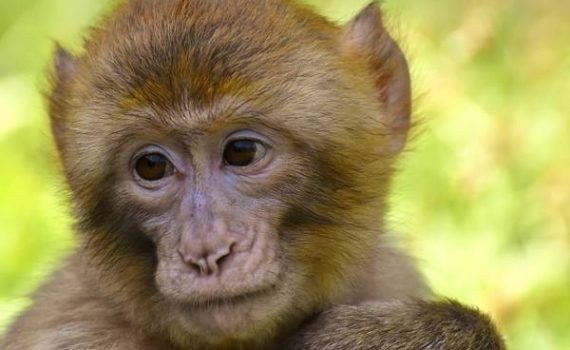 The world’s current COVID-19 vaccine research is affecting animals, including mink, sharks, and monkeys.