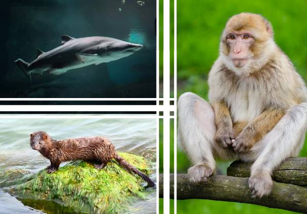 The world’s current COVID-19 vaccine research is affecting animals, including mink, sharks, and monkeys.