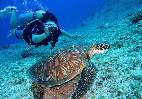 A person engages in a high-risk hobby, scuba diving, and photographs a tortoise.